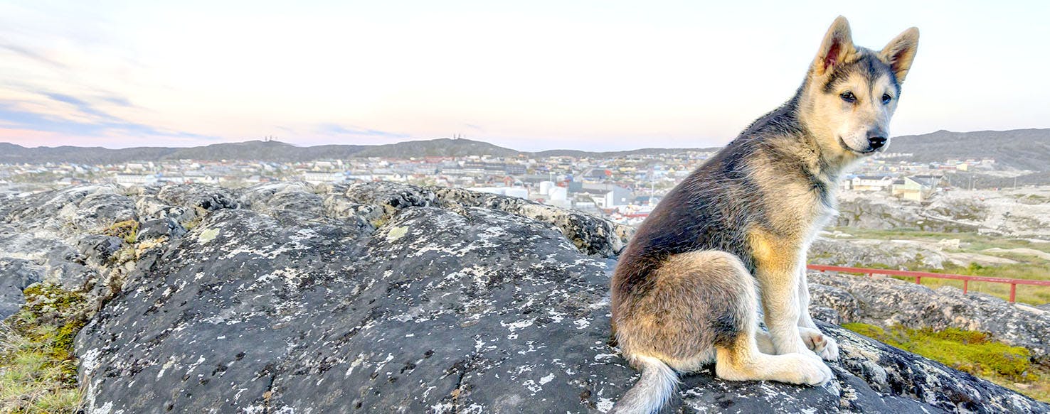 Greenland Dog Names Popular Male and Female Names Wag!
